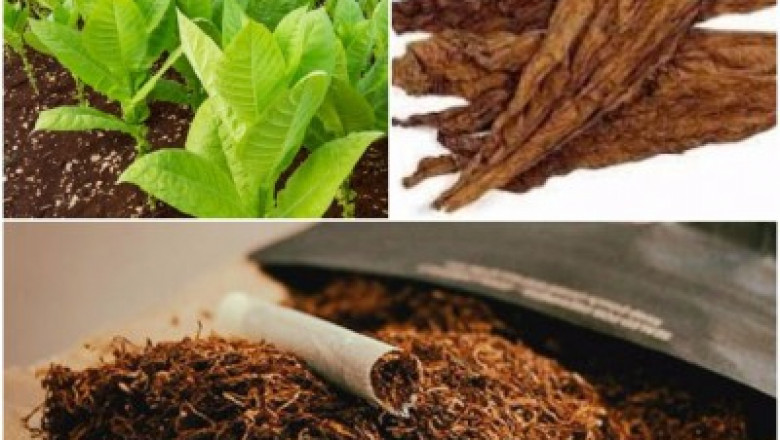 One Of The Biggest Advantages Of Organic Tobacco Is That There Are No Smokeable Dyes In It