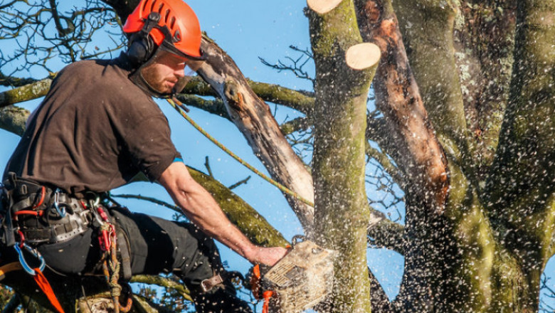 Waveland Tree Removal -Acadian Tree and Stump Removal Service