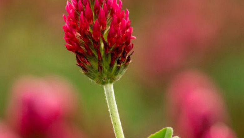 Brief Analysis on Red Clover Market 2021 Industry Trends and Future Growth Predictions