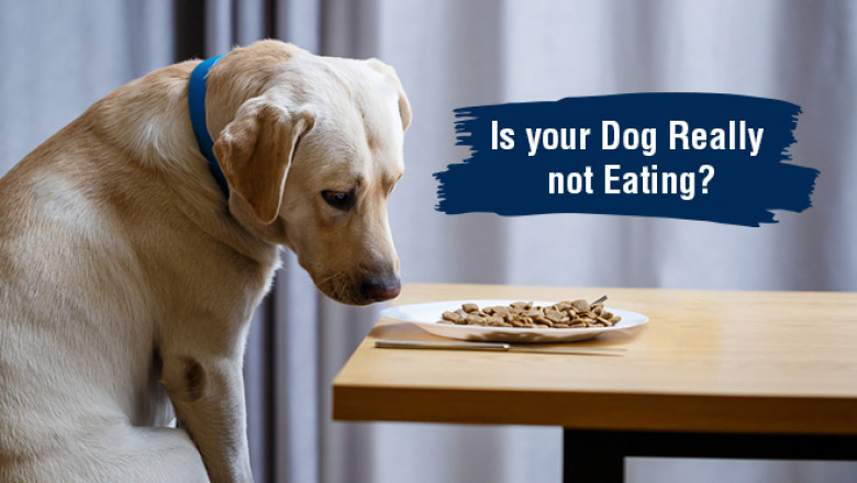 Is Your Dog Really Not Eating? DiscountPetCare
