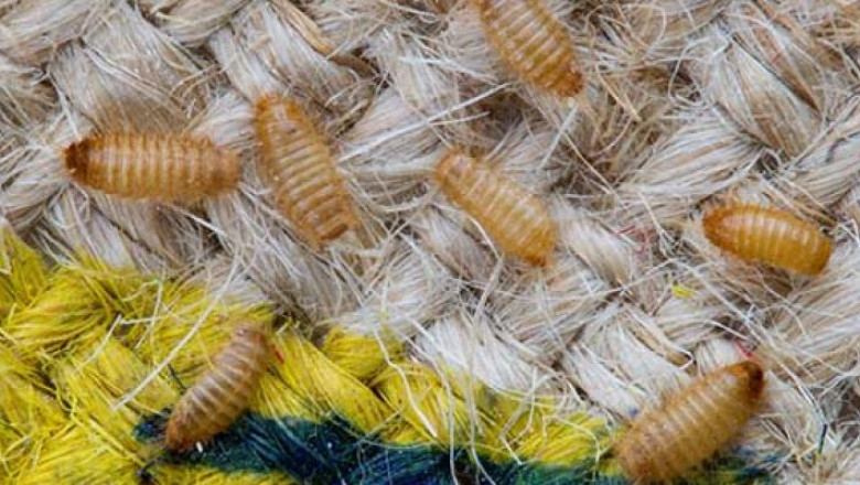 Electronic Pest Control Is The Silent Killer