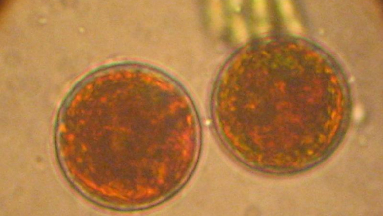 Haematococcus Market 2021 Top Manufactures, Growth Opportunities and Investment Feasibility 2028