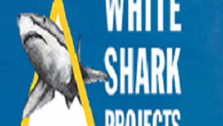 Shark diving south Africa