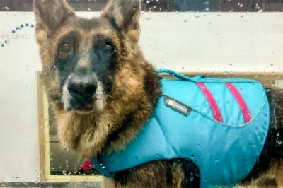 Certified hydrotherapist, Underwater treadmill dogs, Hydrotherapy Centre for dogs Singapore