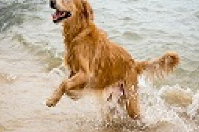 Electrical stimulation (e-stim) - Post surgery Dogs | Rehabilitation & Hydrotherapy Centre