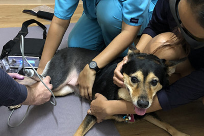 Laser Therapy for Dogs | VRH Centre Singapore