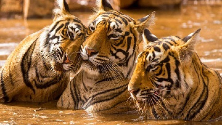 Ranthambore National Park Tour Packages