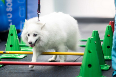 Rehabilitation - Cavaletti Poles - Agility Dogs Singapore