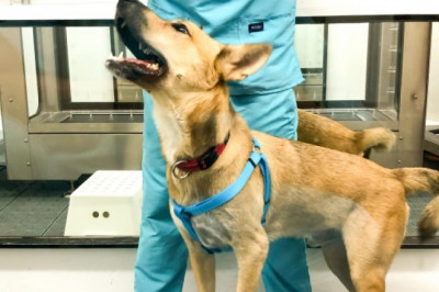 Strengthening exercises and endurance dogs in Singapore