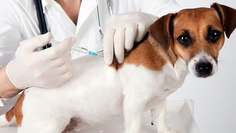 Companion Animal Vaccine Market Growth, Trends, Covid-19 Impact, Analysis & Forecast 2027 | Health Incorporated, Boehringer Ingelheim GmbH, Ceva, Merck & Co., Inc., Virbac And Zoetis Inc.