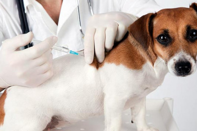 Companion Animal Vaccine Market Growth, Trends, Covid-19 Impact, Analysis & Forecast 2027 |  Health Incorporated, Boehringer Ingelheim GmbH, Ceva, Merck & Co., Inc., Virbac And Zoetis Inc.