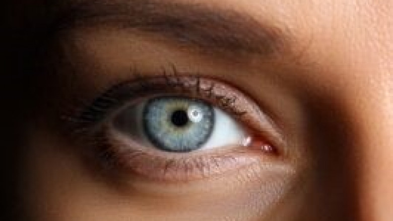 Low Vision Rabbit Article