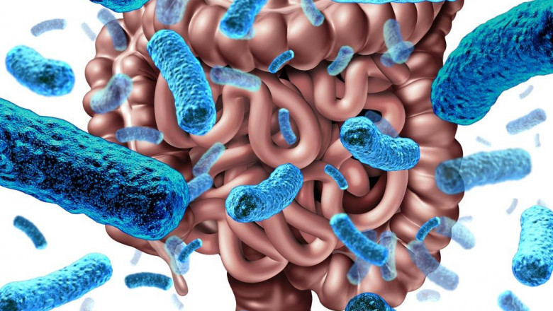 Bacillus Coagulans Probiotic Properties and their Implications for Human Health and Disease