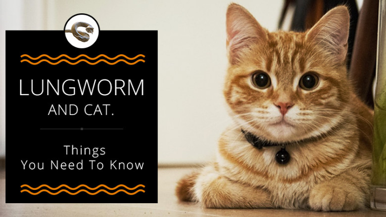 Lungworm And Cat. Things You Need To Know