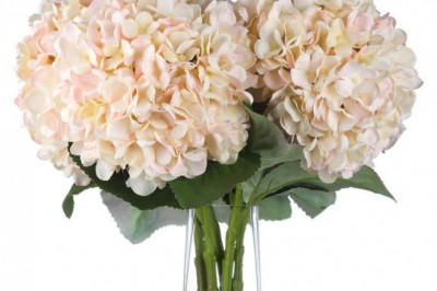 Autumn White Hydrangea