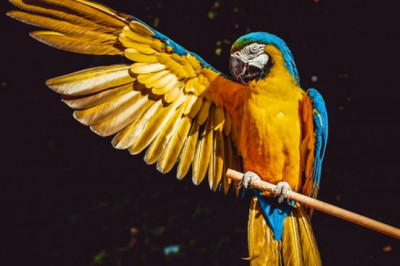 The Importance of Bird Toys for a Good Development