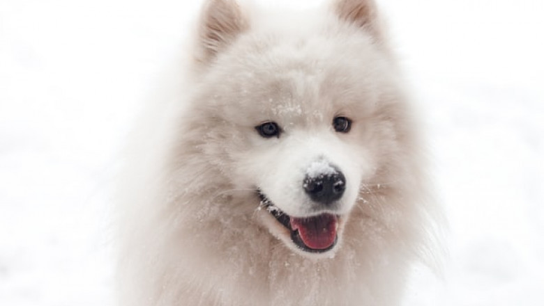 What Are Some of the Reasons Why Dog Owners Buy Meals for Mutts?