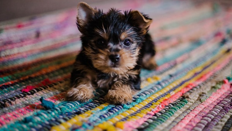 What Are the Pros of Puppy Training Pads?