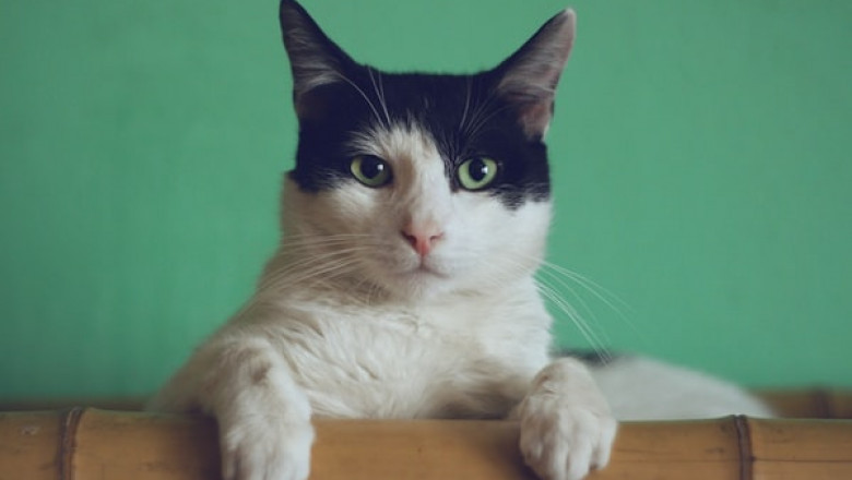 What Common Misconceptions Are There About a Cat Scratcher?