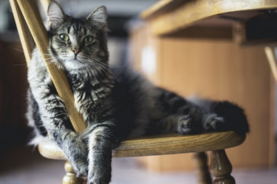 Where to Buy Crystal Cat Litter from?