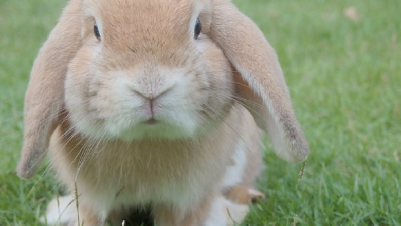 Why Do Rabbits Need Timothy Hay.?