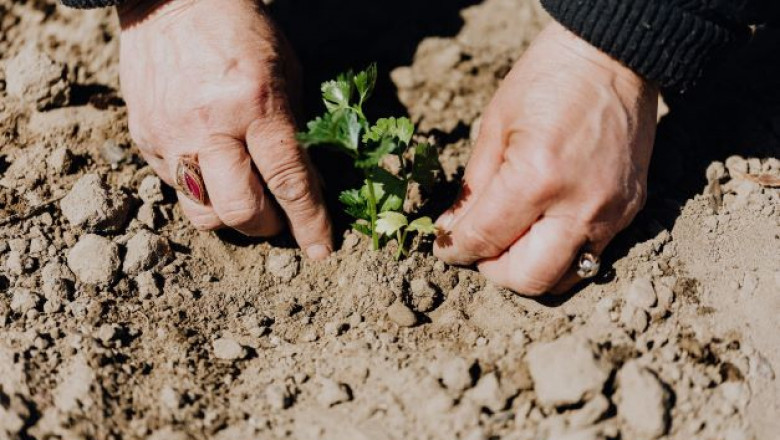 Benefits of Gardening