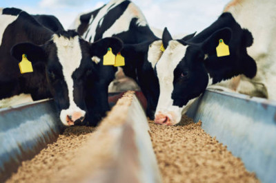 Global Animal Feed Micronutrient Market Is Projected to Grow at an Exponential Rate over 2021 to 2027