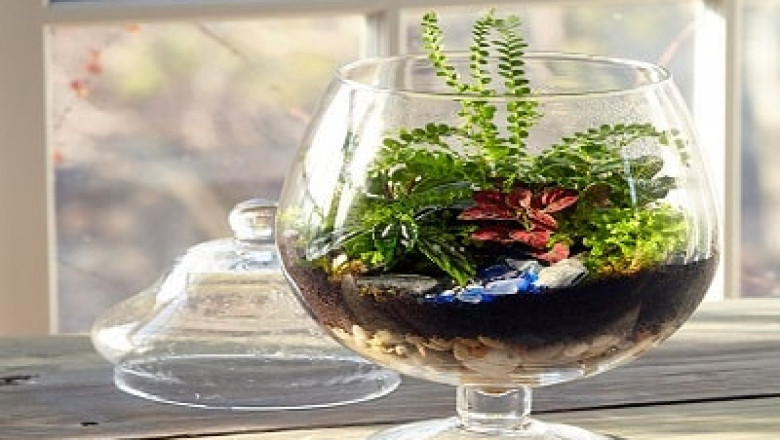 Terrarium Market to Grow with an Impressive CAGR During the Forecast Period | TechSci Research
