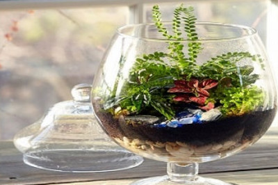 Terrarium Market to Grow with an Impressive CAGR During the Forecast Period | TechSci Research