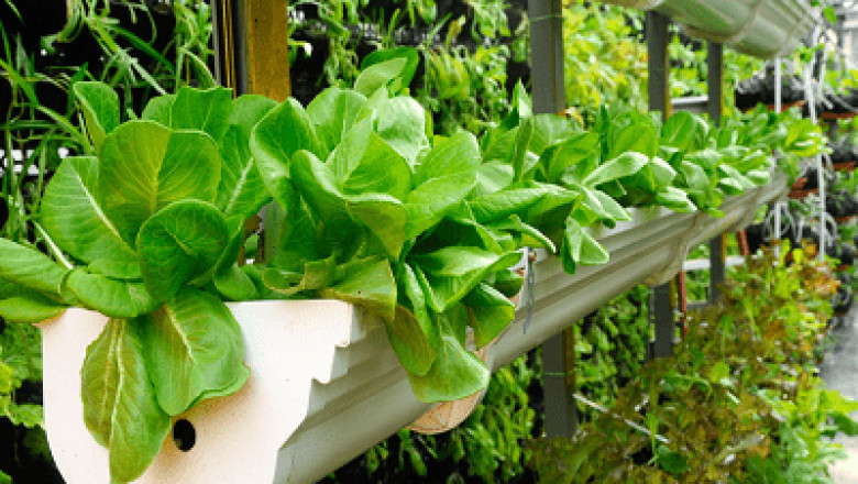 Indoor Farming Market Size, Share, Growth & Forecast 2026