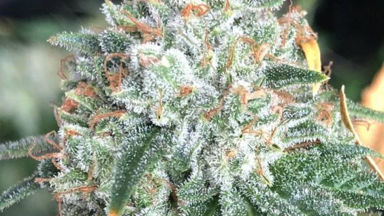 Where Can You Buy The Best OG And BC Tuna Kush Seeds In Canada?