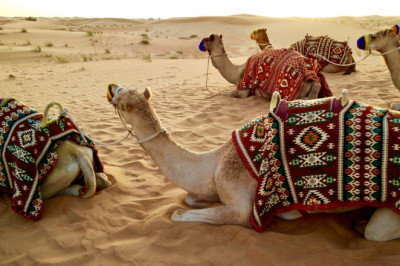 Morning Desert Safari | Safari Advenretures Fun