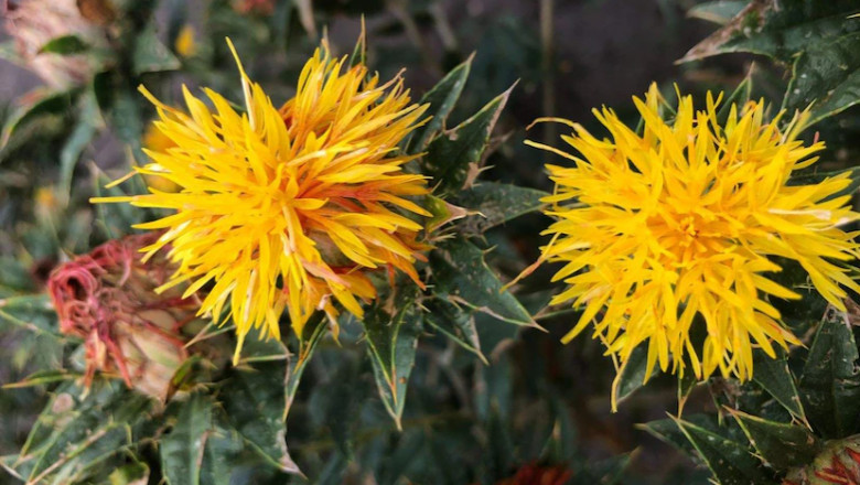 The Western Australian safflower sector is a game-changer for biofuel companies