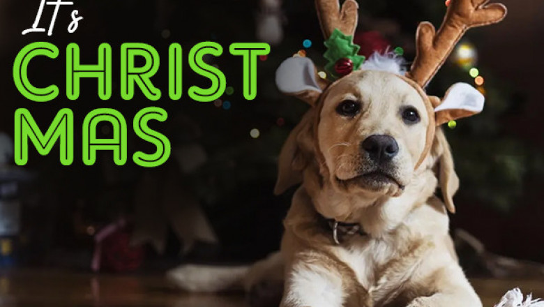 Amazon store MaxPetSupplies is providing big deal on every pet products on this Christmas