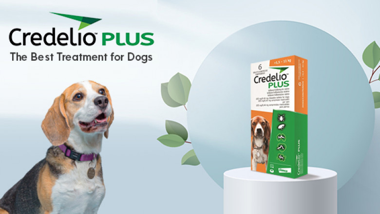 Credelio Plus The best Treatment for Dogs