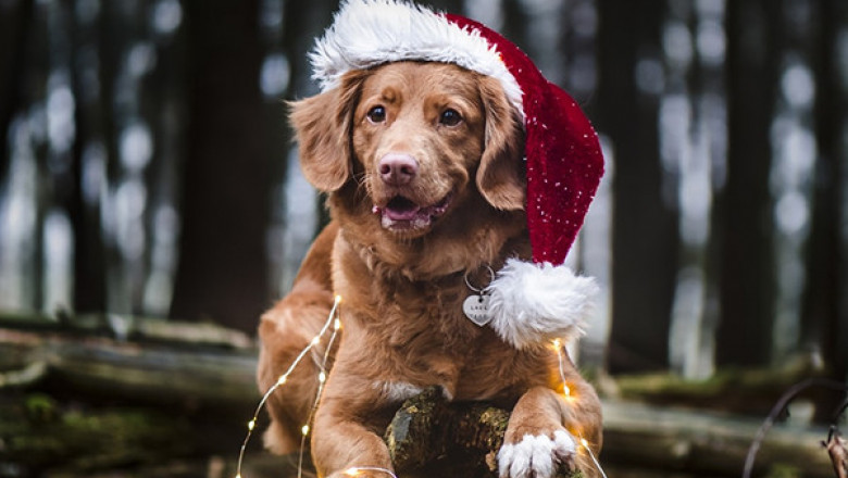Get exciting Christmas discounts on BargaiPetProducts for all pet supplies