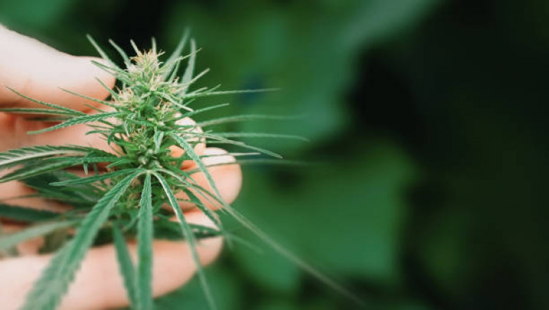 Hemp Buds - What You Need to Know