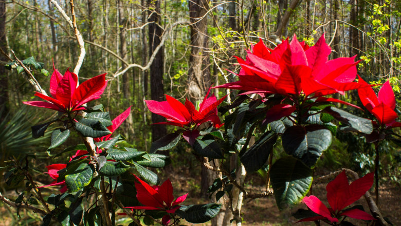 High-Resolution Flowers Photography