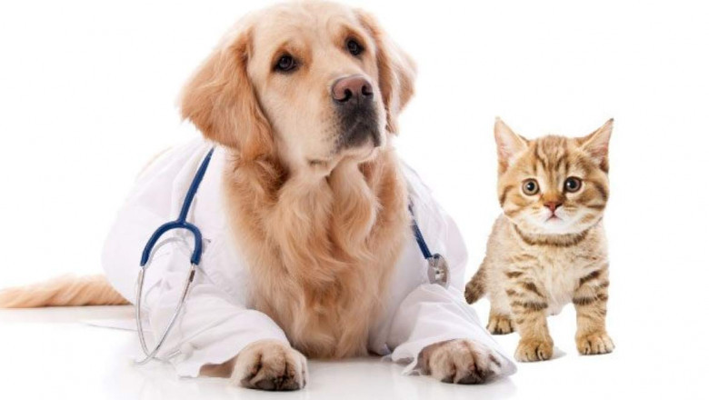 In The Best-Case Scenario, The Covid-19 Pandemic Has Had A Positive Impact On The Animal Parasiticides Market
