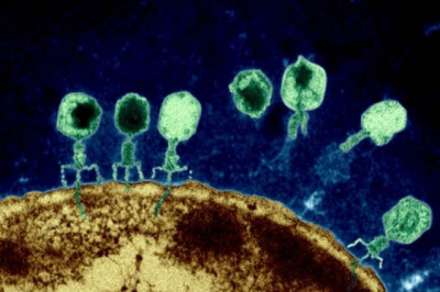 Middle East and Africa Bacteriophages Therapy Market Size and Share Over The Forecast Period 2021-2028