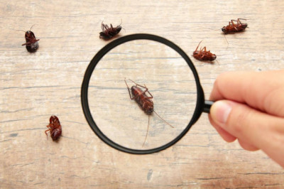 Pest Control Services In Melbourne To Remove Pest Professionally
