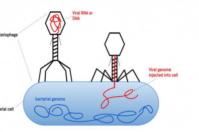 Bacteriophages Therapy Market 2021 Industry Segmentation, CAGR Status, Leading Trends, Forecast to 2028