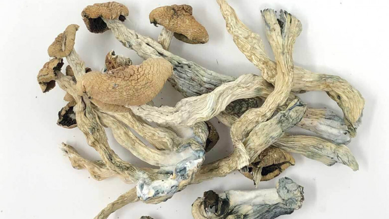 HOW CAN YOU BUY MAGIC MUSHROOMS ONLINE?