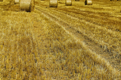 Agriculture Email List