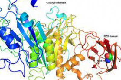 Industrial applications and production sources of Alkaline Proteases