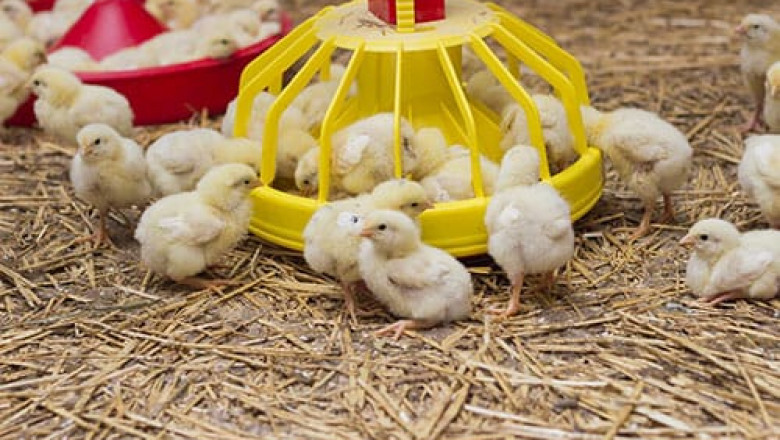 Recent Study on Poultry Probiotics Market 2021-2027 Industry by Regions, Type, Application and Top Companies like DSM, Adisseo