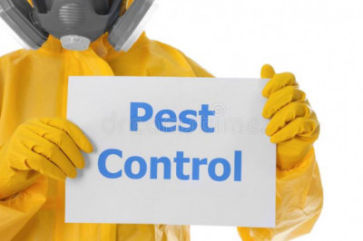 Best Pest Control in Hyderabad