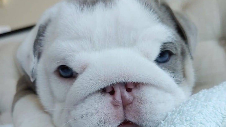 French Bulldogs Make a Fine Choice