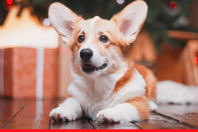 Tradepetproducts is offering incredible Christmas discounts on their pet supplies