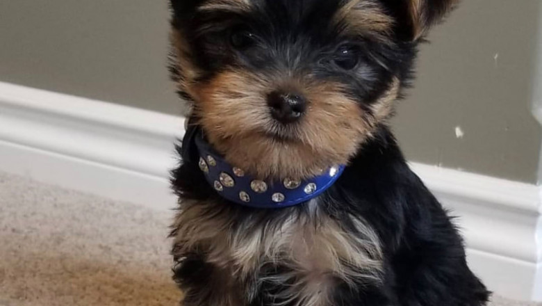 Yorkie Puppies